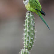 Cliff Parakeets  Perched On Cactus, Red-fronted Macaw #2 Art Print