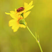 Coreopsis, Commonly Known As Tickseed #2 Art Print