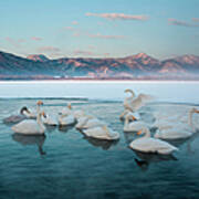 Cygnus Cygnus, Whooper Swans, On A #2 Art Print