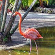 Flamingo Gardens, Davie, Fl #2 Art Print