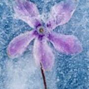 Flower In Ice #2 Art Print