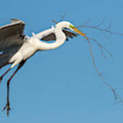 Great Egret With Stick #2 Art Print