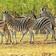 Group Of Zebras Lined #2 Art Print