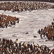 King Penguins, Aptenodytes Patagonicus #2 Art Print