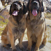 Leonbergers Enjoying The High Desert #2 Art Print