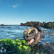 Marine Iguana Grazing On Algae #2 Art Print