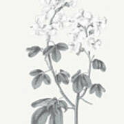 Neutral Botanical Iii #2 Art Print