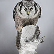 Northern Hawk-owl #2 Art Print