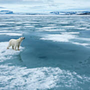 Polar Bear, Nordaustlandet, Svalbard #2 Art Print