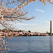 Washington Dc Cherry Blossoms And #2 Art Print
