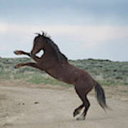 Wyoming Wild Horses #4 Art Print