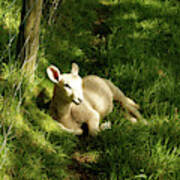 20/06/14  Keswick. Lamb In The Woods. Art Print