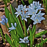 2019 Early April Striped Squill Art Print