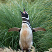 Magellanic Penguin, Falkland Islands #23 Art Print