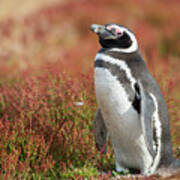 Magellanic Penguin, Falkland Islands #27 Art Print