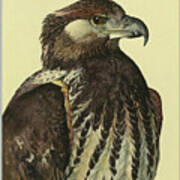 African Sea Eagle #3 Art Print