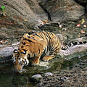 Bengal Tiger Panthera Tigris Tigris #3 Art Print