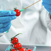 Biologist Testing Tomatoes For Pesticides #3 Art Print