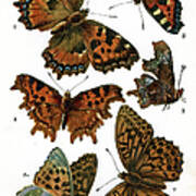 Butterflies #3 Art Print