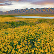 Hillside Daisy Superbloom, Temblor Range, Carrizo Plain Nm, California #3 Art Print