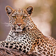 Leopard, Chobe National Park, Botswana #3 Art Print