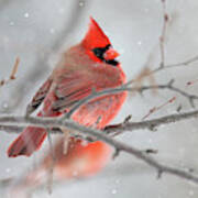 Snowy Cardinal Art Print