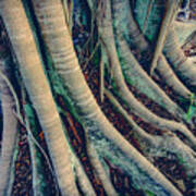 Sprawling Roots On A Banyan Tree #3 Art Print