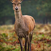 A Curious Deer Giving Me A Funny Look. #4 Art Print