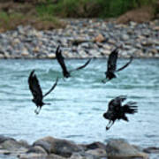 4 Crows At The River Art Print
