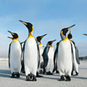 King Penguins On Volunteer Beach #4 Art Print