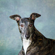 Portrait Of A Greyhound Dog #4 Art Print