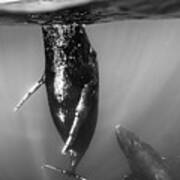 Underwater Photo, Swimming Humpback #4 Art Print