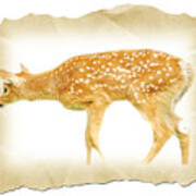 Whitetailed Deer Fawn #4 Art Print
