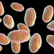 Yersinia Pseudotuberculosis Bacteria #4 Art Print