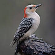 Female Red-bellied Woodpecker #5 Art Print