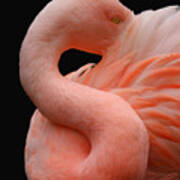 Portrait Of A Pink Flamingo #5 Art Print