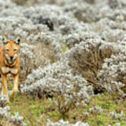 Ethiopian Wolf (canis Simensis) #6 Art Print