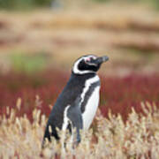 Magellanic Penguin, Falkland Islands #6 Art Print