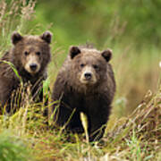 Brown Bear, Katmai National Park, Alaska #7 Art Print