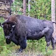 Buffalo At Yellowstone National Park #7 Art Print