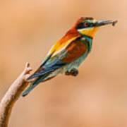 Bee-eater #8 Art Print