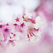 Cherry Blossoms #9 Art Print