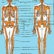 Human Anatomy #9 Art Print