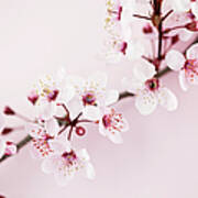Sakura Cherry Blossom #9 Art Print