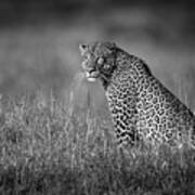 A Big Male Leopard Sits In Long Grass Art Print
