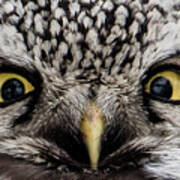 A Closeup Of The Northern Hawk Owl Art Print