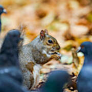 A Curious Squirrel Having A Snack And Being Chased By Pigeons. Art Print