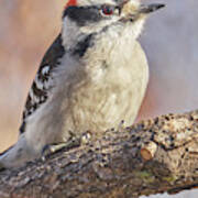 A Downy Woodpecker Calmly Regards His World On A Cold Day In Minnesota Art Print