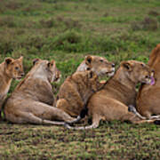 A Family Of A Lion And Her Cubs On The Art Print