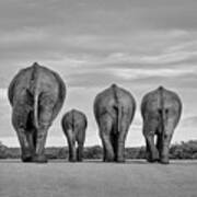 A Family Of Elephants Wanders Art Print